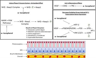 Molecular Mechanisms Underlying the Therapeutic Role of Vitamin E in Age-Related Macular Degeneration